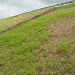 images 1 1